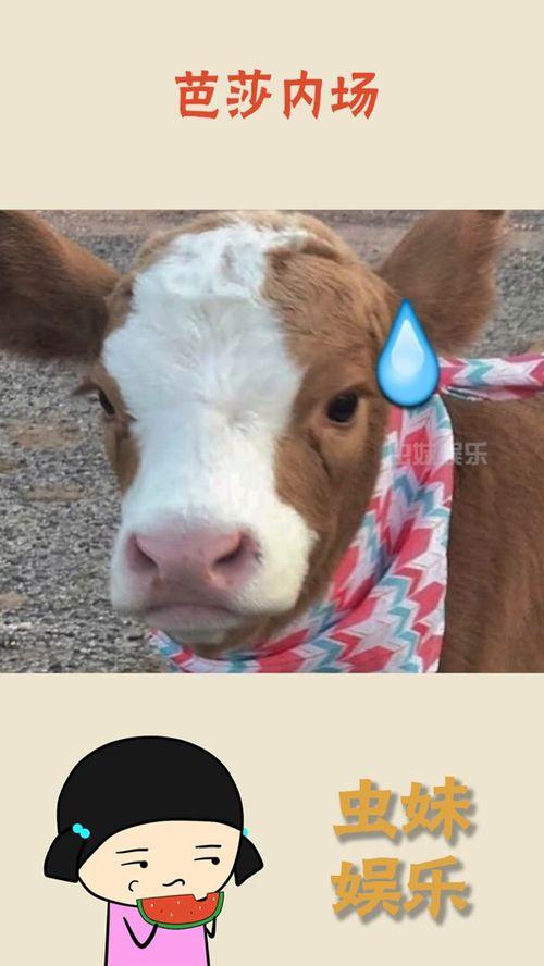 娱乐吃瓜酱鼠,揭秘娱乐圈那些不为人知的幕后故事